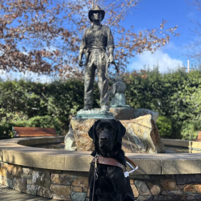 Rigel in harness, sitting in front of a statue of Indiana Jones.