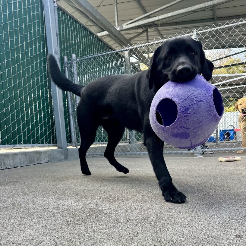 Rigel looking at the camera holding a purple Jolly Ball in his  mouth.