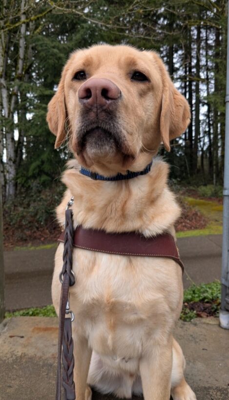 Ripley, a yellow Lab, sits in his harness looking directly at the camera. Behind him you can see a cement path and woods.