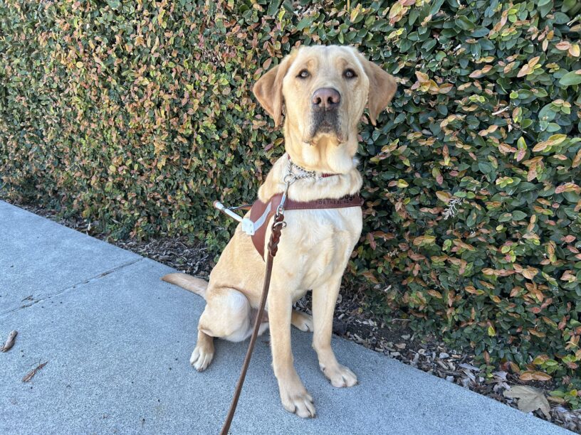 Blue is sitting in harness looking proudly towards the camera person. There is an ivy wall in the background.