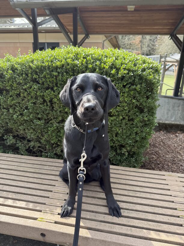 Jaylin sits politely on a wooden bench. She is in front of a large green bush wearing her blue collar and her black head collar.