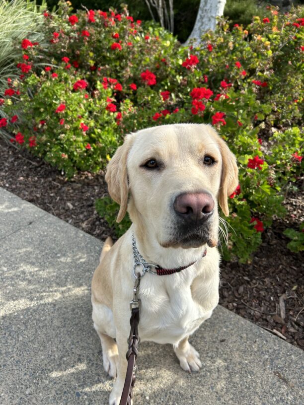 Bramble poses in front of red flowers while out on a campus walk. He is looking at the camera with a content expression.