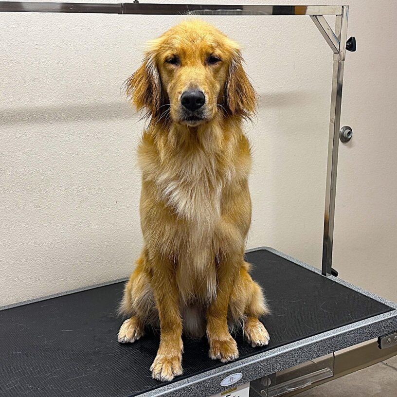 Golden Cross Scully sitting on top of a grooming table, still slightly wet from his spa day