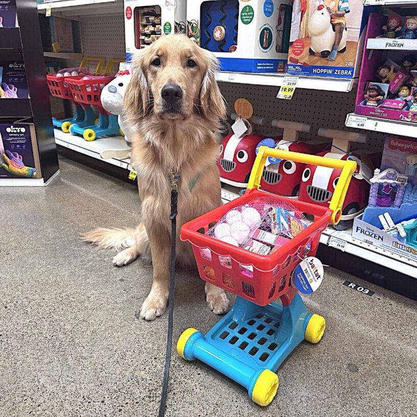 Golden Cross Scully sitting next to a kids play grocery cart with lots of items inside it