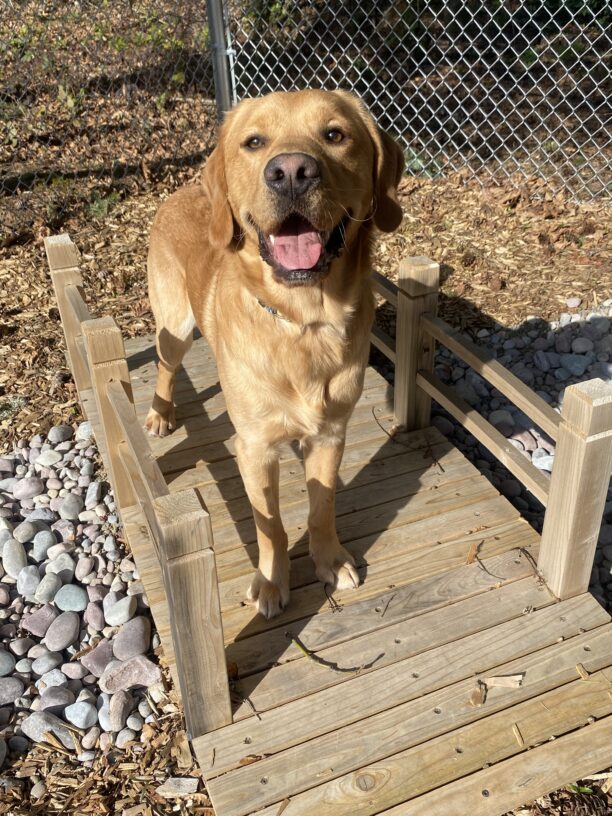 Weasley, an adorable, yellow lab/golden cross is standing on a wooden bridge in one of the Oregon campus sensory yards on a beautiful, sunny day. He is looking at the camera with a serious expression, but his pink tongue peeking out.