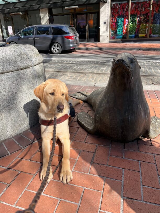 Duvall (a large, caramel colored, Yellow Labrador Retriever, Male) is pictured in harness laying down on a red brick sidewalk with the base of a grey cement water feature on his right and an aged bronze statue of a Sea Lion to his left. In the background is a Portland cobble stone street with the Max tracks visible along with a dark grey minivan and some colorful store fronts.