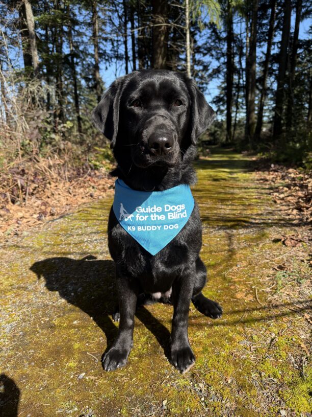 Zoe sits on a mossy pathway on the OR campus.  Behind her is a wooded area with tall evergreen trees.  Zoe is proudly displaying her blue K9 Buddy scarf.