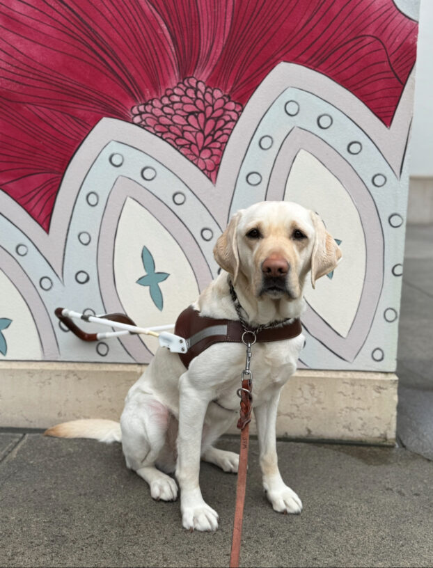Female yellow Lab, Tostada sits in harness looking at the camera. She is sitting in front of a mural with big flowers.  