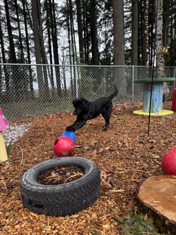 Arav plays in a fenced-in area covered in wood chips. He is mid-pounce on a blue ball. There are various objects scattered around, including a tire, some balls, and a tree stump. Tall, green trees can be seen in the background.