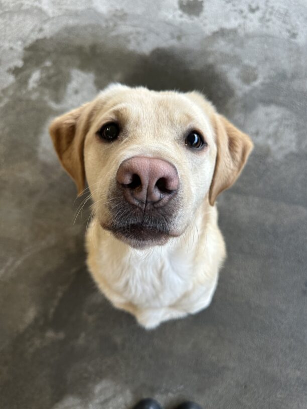 Kendall, a female yellow lab sits looking up towards the camera.