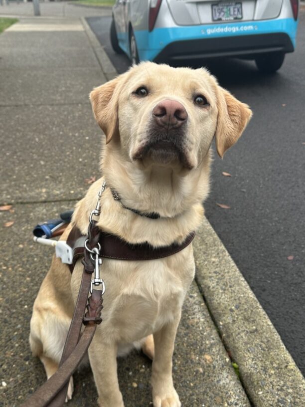 Kendall, a female yellow lab, sits on the sidewalk. She is wearing her harness and is looking towards the camera.