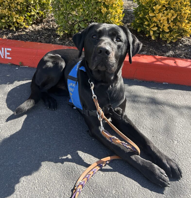 Black lab Steve is laying down outside by the NICST building wearing his blue service dog jacket.