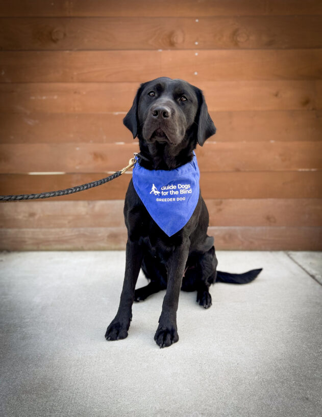 Black lab/golden cross sits on a concrete pathway with a wooden fence behind her. She is wearing her blue breeder scarf and looking just above the camera.