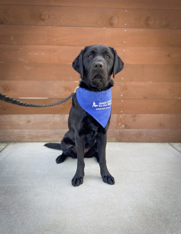 Black lab Vixey sits on a concrete path in front of a wooden fence. She is wearing a blue breeder scarf and looking at the camera.