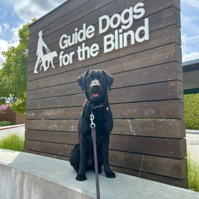 Wrenley sits on a concrete wall in front of a large wooden sign that says Guide Dogs For The Blind. She is looking at the camera.