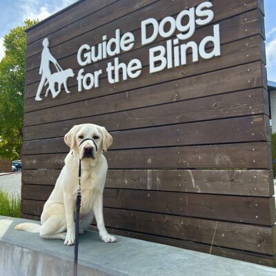 Huck sits on a concrete wall in front of a large wooden sign that reads Guide Dogs For The Blind. He is looking at the camera.