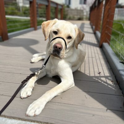 Searcher lies on a wooden bridge on campus. He is looking at the camera.