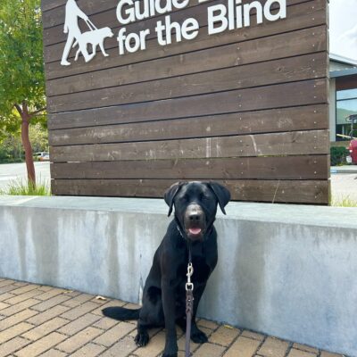 Kaiden sits on brick pavement in front of a large wooden sign that reads Guide Dogs For The Blind. He is looking directly at the camera.