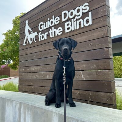 Kilby sits on a concrete wall in front of a large wooden sign that reads Guide Dogs For The Blind. He is looking directly at the camera.