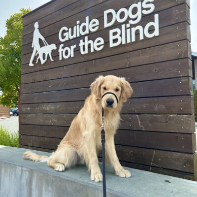 Merrick sits on a concrete wall in front of a large wooden sign that reads Guide Dogs For The Blind. He is looking directly at the camera.