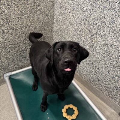 A small black female lab named Bengal is standing on a green bed with a yellow bone toy next to her. Her tongue is seen barely sticking out of her mouth.