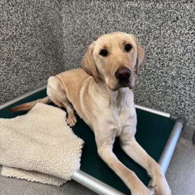 A male yellow lab named Bastian is laying on a green bed. There is a fleece blanket beside him and he is looking at the camera.