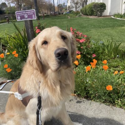 Mathias sits in harness in front of some orange poppies.