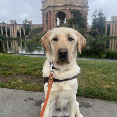 Hank poses in front of San Francisco’s Palace of Fine Arts. He wears a serious look on his face as he proudly wears his harness.