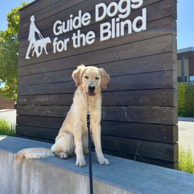 Raya sits on a concrete wall with a large wooden sign behind her that reads Guide Dogs For The Blind. She is looking directly at the camera.