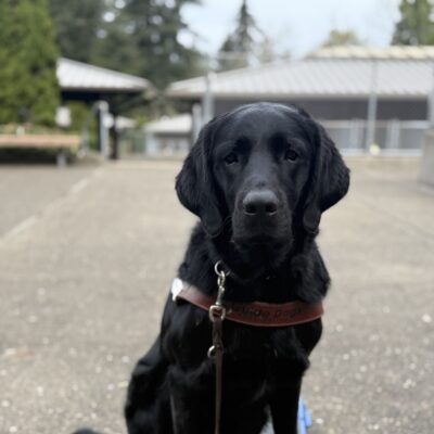 Flax sits in harness and looks at the camera.