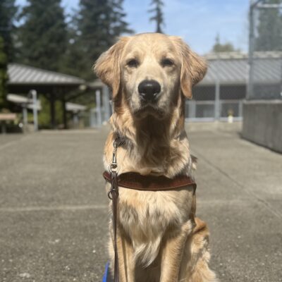 Warrick sits and looks at the camera. He is wearing a guide dog harness.