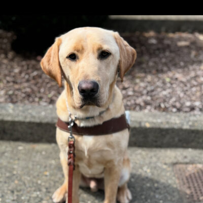 Kragen (a yellow Labrador retriever) sits in harness on cement looking at the camera. A leash hangs from his collar.