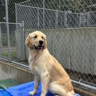 Male lab/golden cross "Getty" is sitting on a blue play structure in community run. He has a happy smile on his face with gentle eyes gazing into the distance.