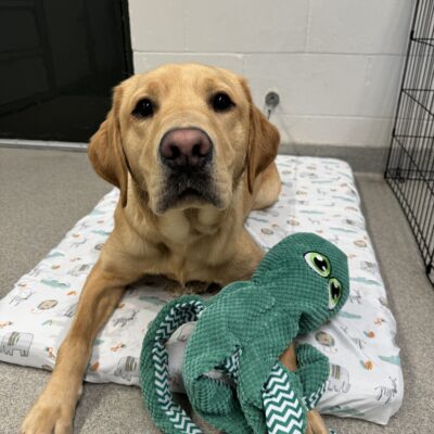 Male yellow lab "Tuscan" is laying on a soft bed. He's gently looking up at the camera. He's cuddling with a large green octopus stuffy.