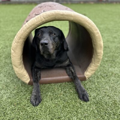 Aura is lying down on the inside of a hollow faux log in the free run area. She is looking towards the camera.