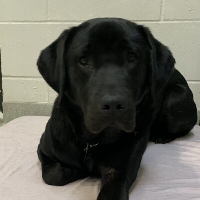 Male black lab "Baden" is seen laying down inside on a pink soft bed. He is looking towards the camera attentively, and sticking his left leg out.
