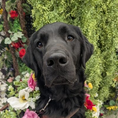Fido sits in a flower wreath while in harness. he has a wall of other fake foliage behind him. He is so handsome while looking at the camera.