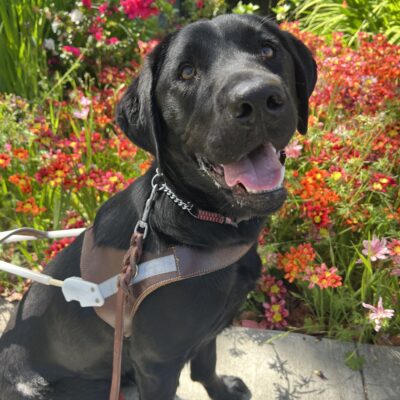 Florissa is sitting in front of a flower bed full of beautiful and colorful flowers. She is wearing her guide dog harness and looking to her right and above the camera. She has her mouth open in what looks like a smile!