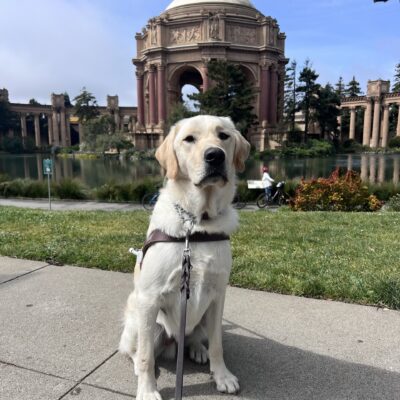 Founder is sitting in the grass in front of the Palace of Fine Arts in San Francisco. He is wearing his harness and is looking at the camera with a focused expression on his face.