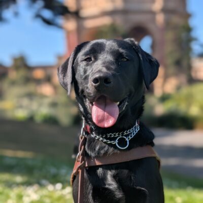 Kingsley sits in harness with the sun shining on his smiling face, tongue out. The Palace of Fine Arts can be seen in the background.