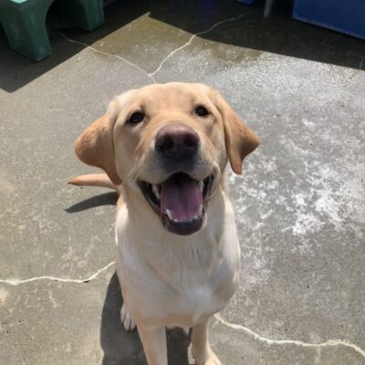 Female yellow lab "Malaga" is seen sitting outside on a wet Oregon day. She is looking up towards the camera with a giant smile on her face. Several colorful play structures can be seen behind her.