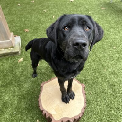 Pomelo, a male brindle lab, has his two front paws up on a faux tree stump in a free run yard. He is looking up at the camera