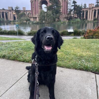 Posh is sitting in front of the Palace of Fine Arts in San Francisco. She is wearing her harness and is looking at the camera with her mouth open in a smile.