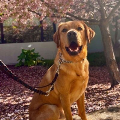 Spud sitting on a sidewalk, looking at the camera, with a tree in the background covered in beautiful pink buds.