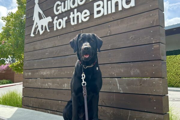 Wrenley sits on a concrete wall in front of a large wooden sign that says Guide Dogs For The Blind. She is looking at the camera.