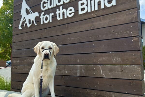 Huck sits on a concrete wall in front of a large wooden sign that reads Guide Dogs For The Blind. He is looking at the camera.