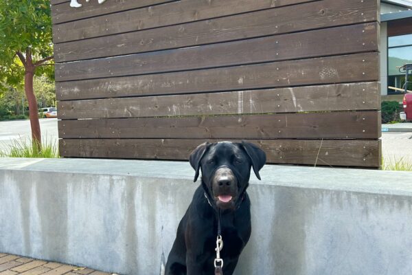 Kaiden sits on brick pavement in front of a large wooden sign that reads Guide Dogs For The Blind. He is looking directly at the camera.