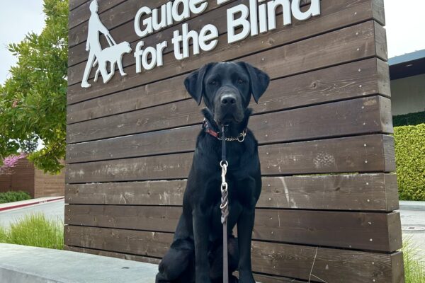 Kilby sits on a concrete wall in front of a large wooden sign that reads Guide Dogs For The Blind. He is looking directly at the camera.