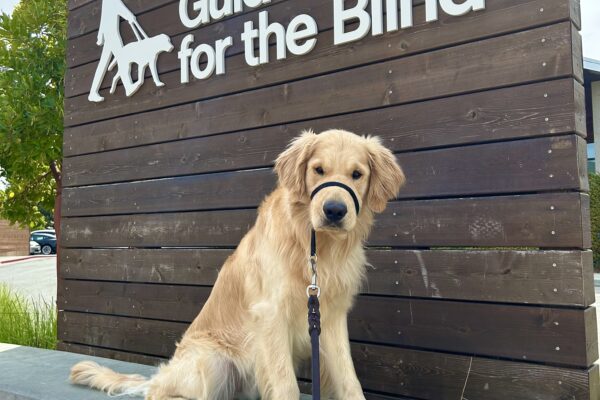 Merrick sits on a concrete wall in front of a large wooden sign that reads Guide Dogs For The Blind. He is looking directly at the camera.
