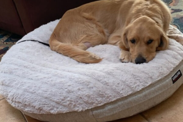 Davenport is pictured laying on a big round dog bed in his foster care home. He is looking contentedly at the camera.